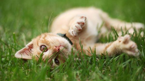 Une étude révèle qu’un chat stérilisé vit plus vieux et mieux