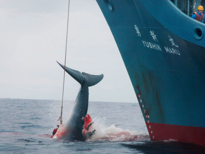 Japan to resume commercial whaling next month after 30 years
