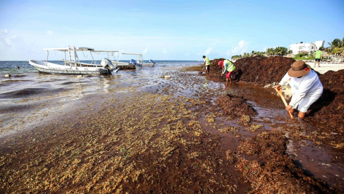 Mexique : des navires spéciaux pour éliminer les sargasses des plages
