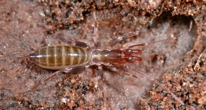 56 nouvelles espèces d’arachnides ont été découvertes en Australie occidentale