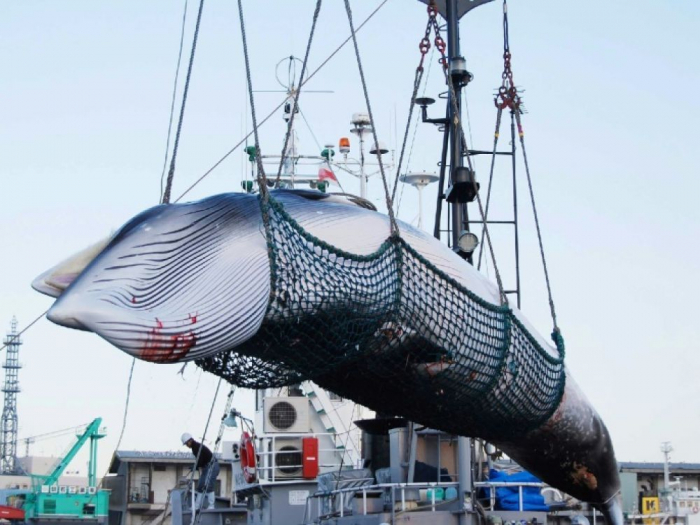 Le Japon reprend la chasse commerciale à la baleine après 30 ans d