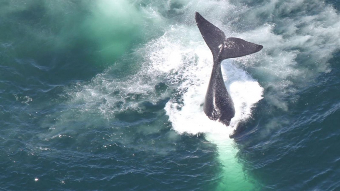   Canada:   six baleines noires retrouvées mortes en un mois