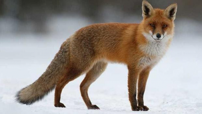Un zorro camina más de 3.500 km para ir de Noruega a Canadá en solo 76 días