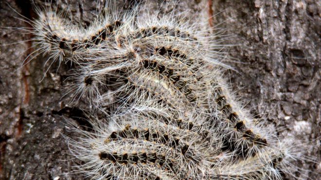 Toxic processionary caterpillar plague spreads across Europe