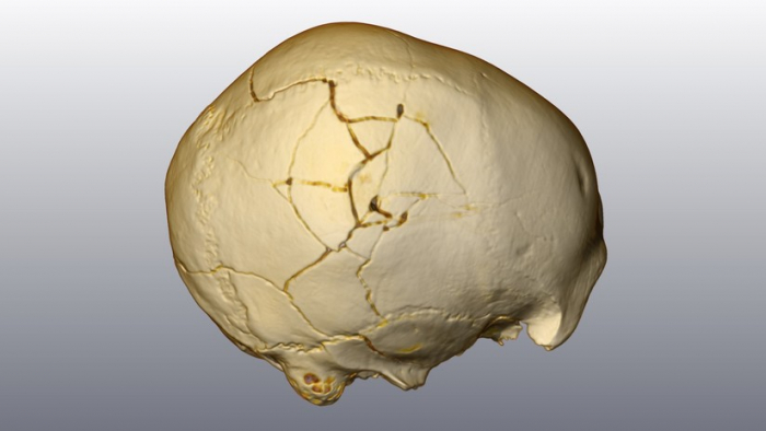 El análisis de un cráneo ayuda a resolver un "asesinato de hace 30.000 años"