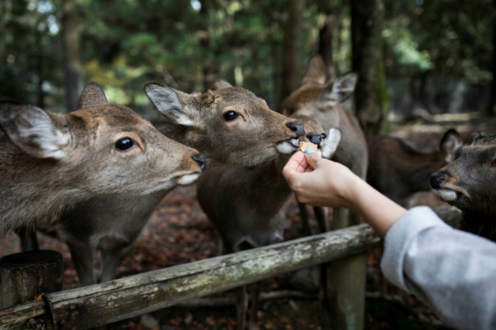 Nine deer dead in Japan after eating plastic