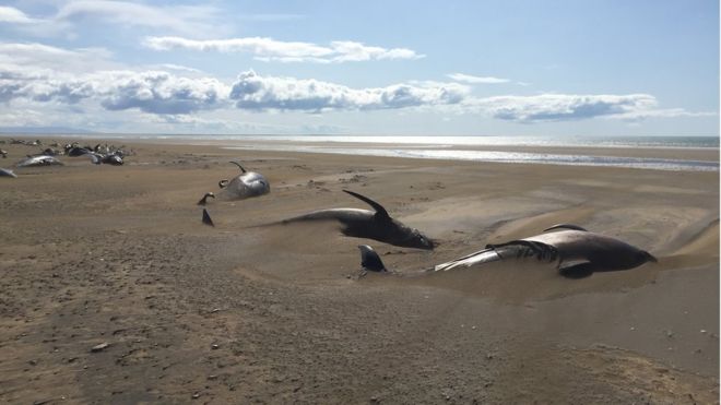 Iceland pilot whales: Dozens of dead mammals found beached