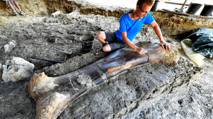 Paleontologists find giant dinosaur bone in southwestern France  