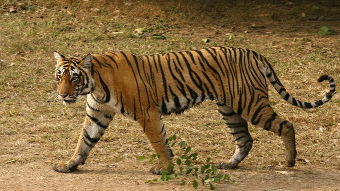 Inde: hausse de 30% des tigres sauvages en quatre ans