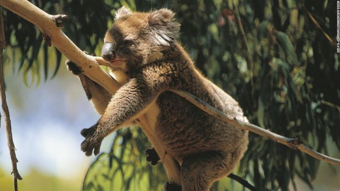   Population of koalas   could be key to saving the species - Researchers say