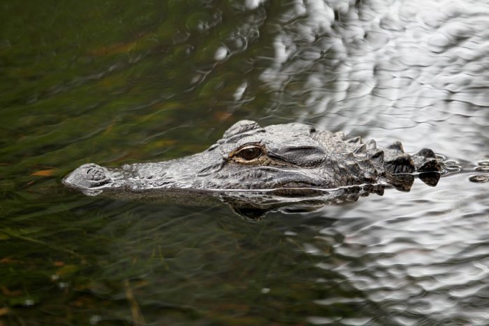 Etats-Unis: jeter la drogue aux toilettes peut rendre les alligators accros