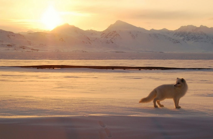  Une renarde polaire a parcouru 3.500 km en seulement 76 jours 