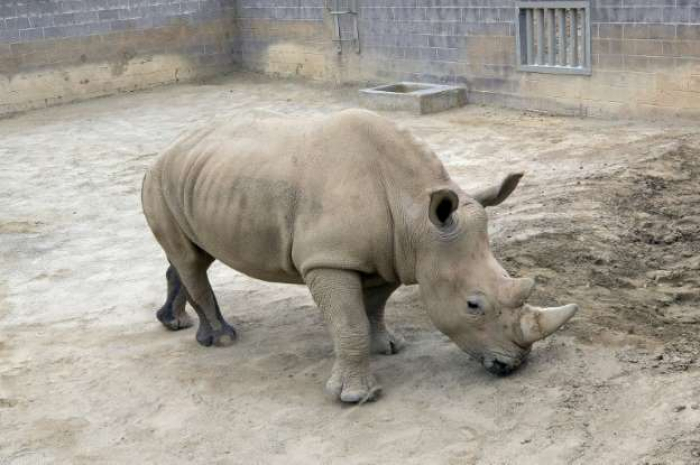 Belgique: deux naissances de rhinocéros blancs attendues d