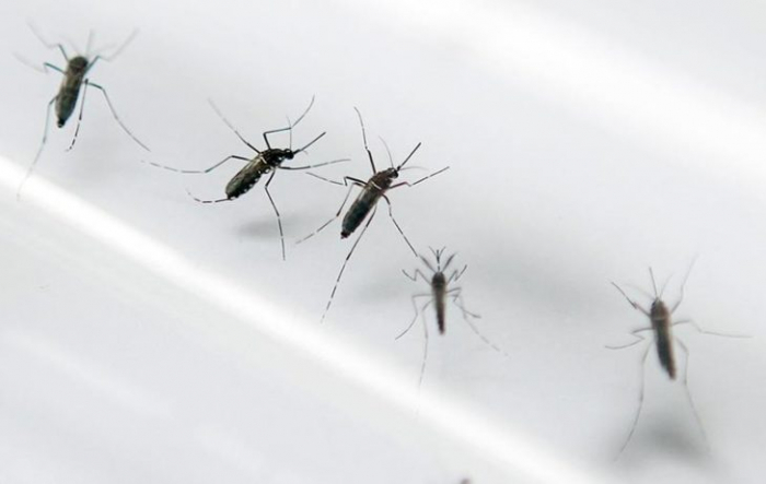   Honduras:   la dengue a fait 54 morts cette année