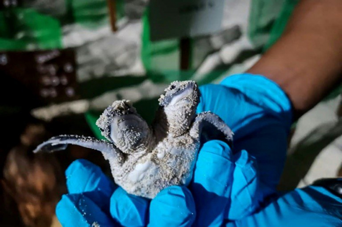 Une tortue à deux têtes naît en Malaisie