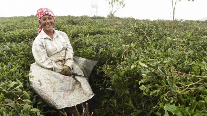 Deutsche Teefirmen mitverantwortlich für prekäre Situation in Darjeeling