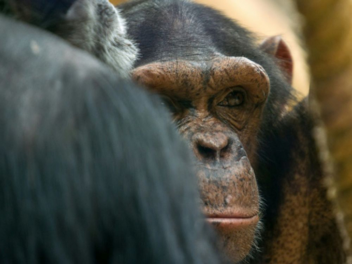 Un chimpanzé arrache la main d’un soigneur sous les yeux des visiteurs d’un zoo de la Loire