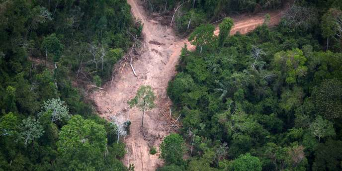   Brésil:   la déforestation de l