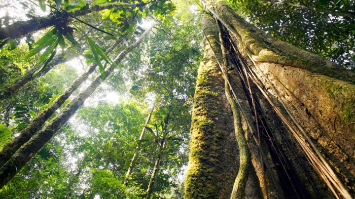  Inde:  pour obtenir une arme, les habitants du Pendjab doivent planter des arbres