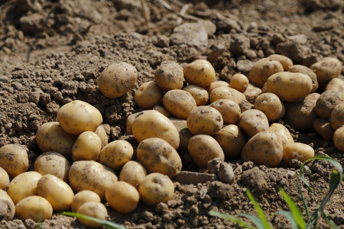  Azerbaijan grows national varieties of potatoes in Tovuz District 