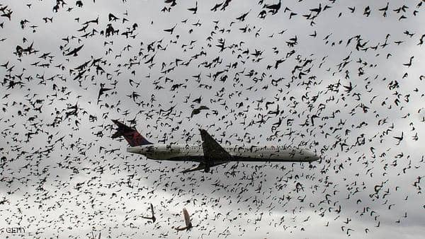 هل يمكن أن تتسبب الطيور بإسقاط الطائرات؟