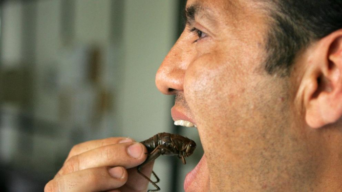 Los increíbles beneficios de comer grillos y gusanos de seda