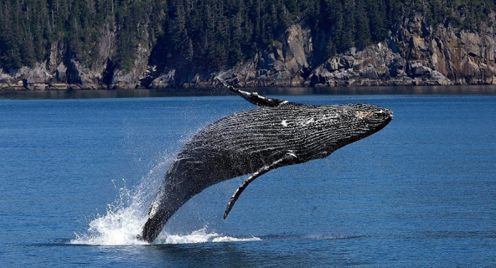     „Jona-Moment“:   Seelöwe gelangt ins Maul von Wal –   episches Foto    