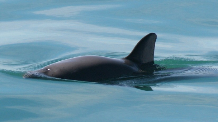 Estamos a punto de perder otra especie de mamífero