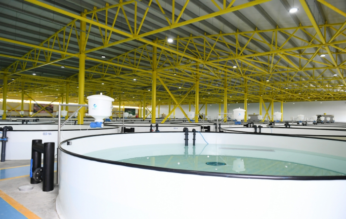  Ilham Aliyev asiste a a la inauguración del complejo de cría de peces Nerekend en el distrito Pirallahí 