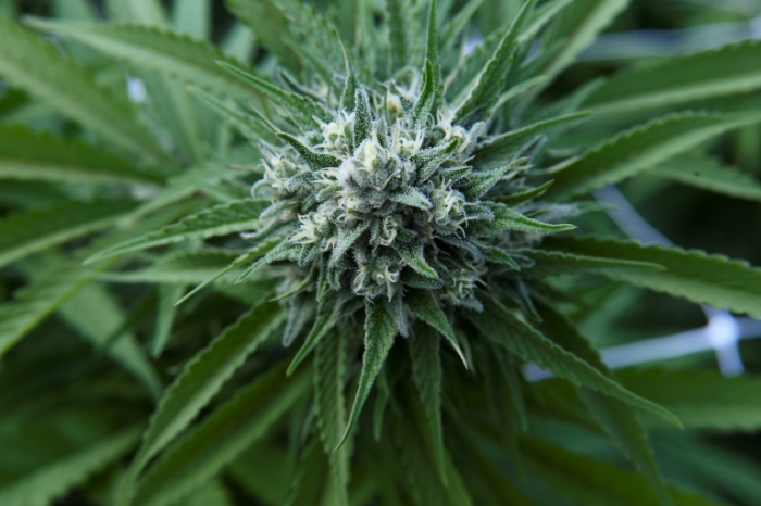 Recreational marijuana legalization reduces opioid deaths by 20%: study