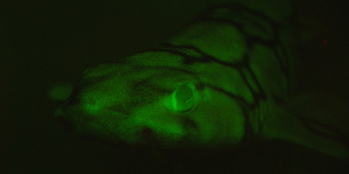   Mysteries of the deep: how some sharks glow green in the dark  