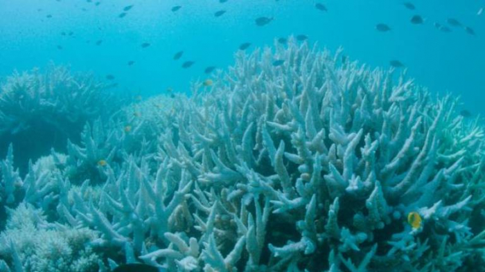 Heatwaves kill coral reefs far faster than thought: study
 