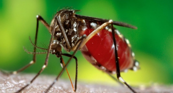 Dengue kills at least 124 people in Central America: UN