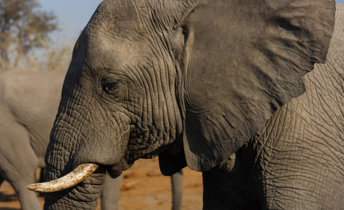 Primer paso para prohibir la venta de elefantes a zoológicos