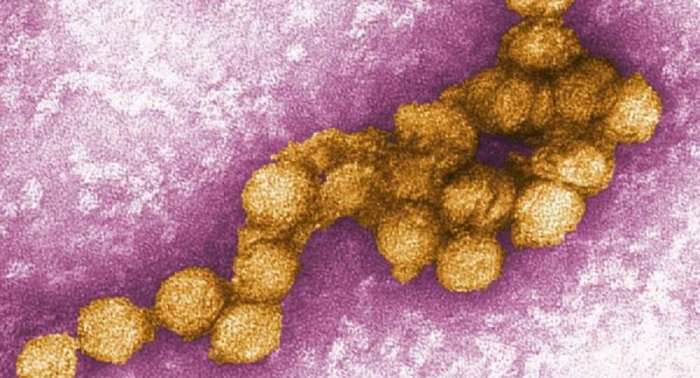   Diez muertos en Grecia por el virus del Nilo Occidental este año  
