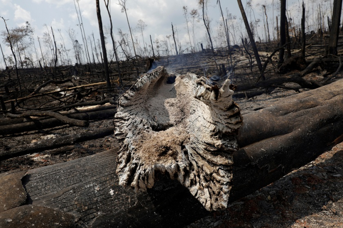 Militärflugzeuge bekämpfen Waldbrände in Brasilien