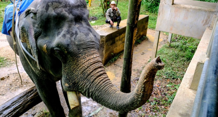 Thailand: Elefant spießt Deutschen mit Stoßzahn auf