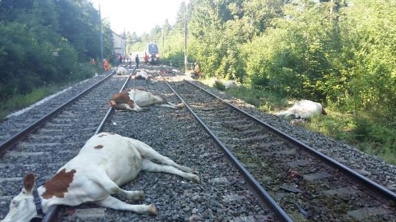   Un tren de alta velocidad arrolla a 22 vacas en Francia  