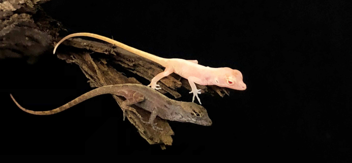 Scientists create gene-edited mutant lizards for first time