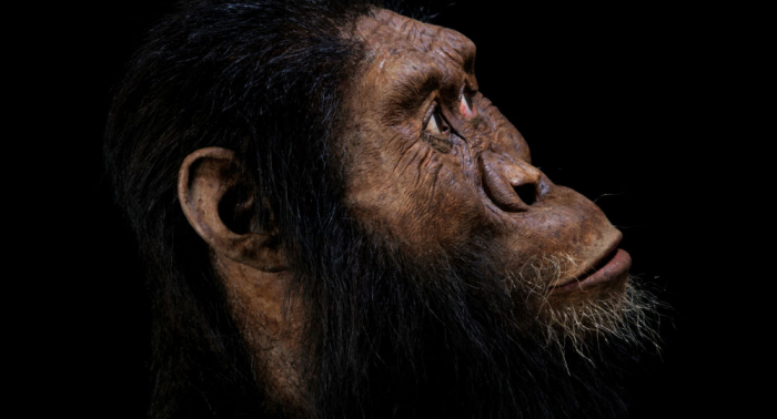 Un cráneo ancestral ayuda a recrear el rostro del antecesor de la especie humana