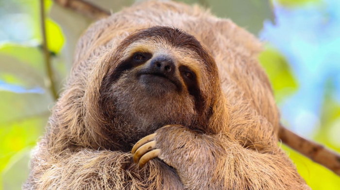   Why do sloths move so slowly? -   iWONDER    