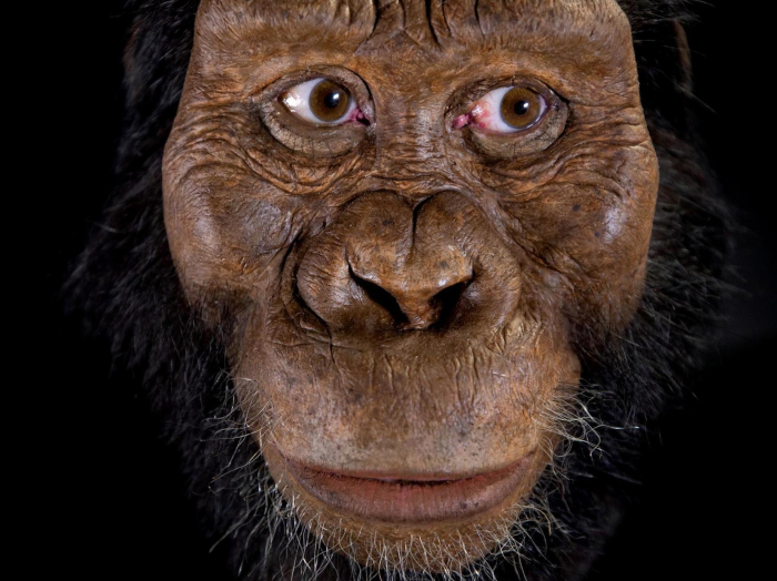 Scientists reveal the face of our oldest direct ancestor
