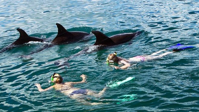 New Zealand bans dolphin swimming: People are loving them 