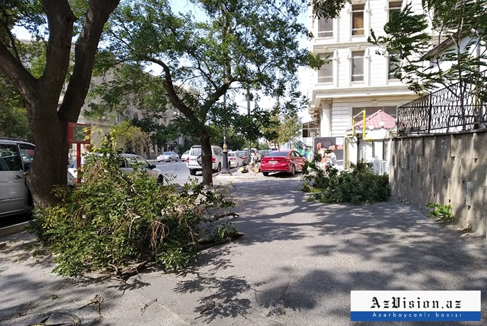 Bakıda güclü külək nəticəsində 65 ağac aşıb 