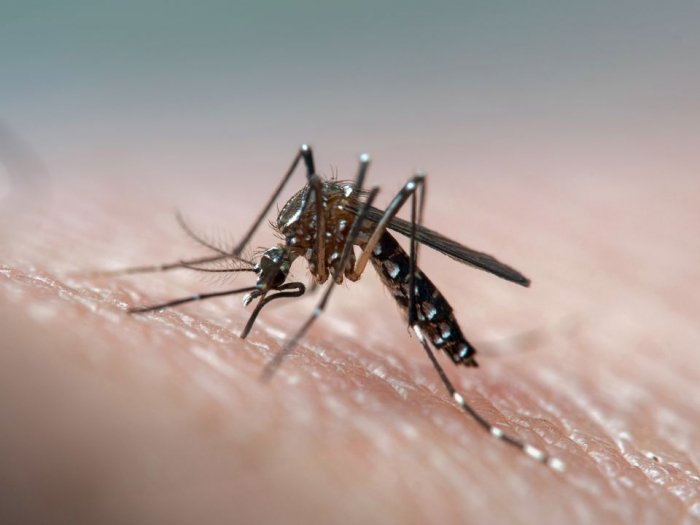Filippində denqe xəstəliyi epidemiyaya çevrilib
