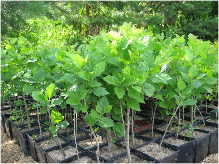  Azerbaijan establishes association of sapling producers 