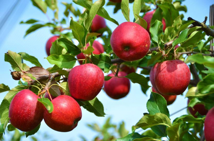 Your apple has 100 million microorganisms living on it. Should you care?  