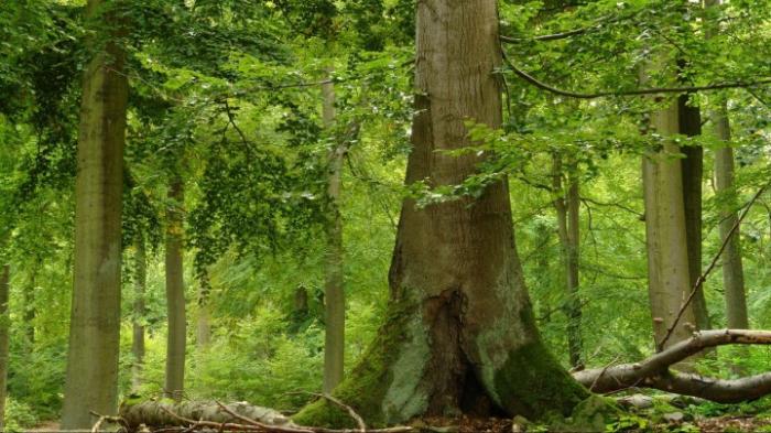 Wald in Gefahr – Fragen und Antworten