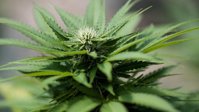 Le Luxem­bourg sera le premier pays euro­péen à léga­li­ser le canna­bis
