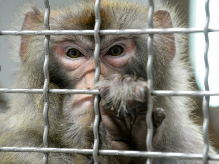 En Chine, des scien­ti­fiques ont créé le premier embryon humain-singe